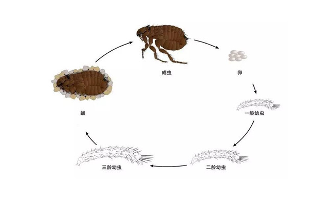 湘潭灭跳蚤公司